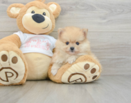 9 week old Pomeranian Puppy For Sale - Puppy Love PR