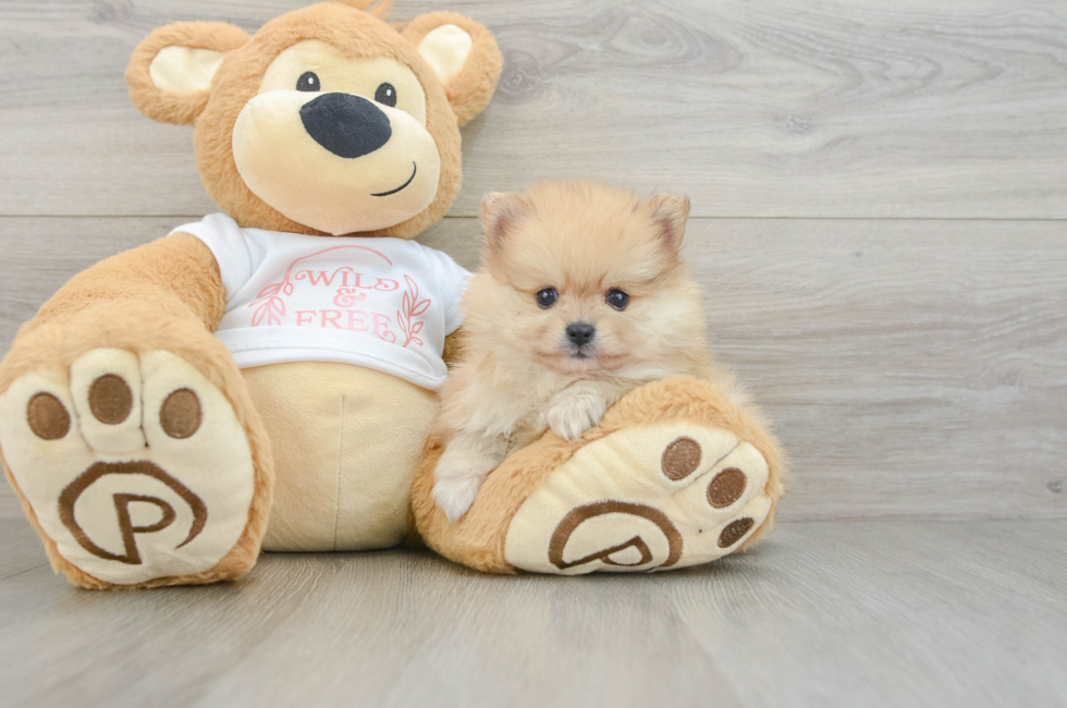 6 week old Pomeranian Puppy For Sale - Puppy Love PR