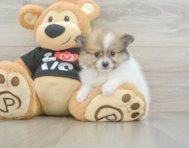 6 week old Pomeranian Puppy For Sale - Puppy Love PR