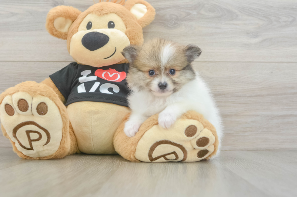 5 week old Pomeranian Puppy For Sale - Puppy Love PR