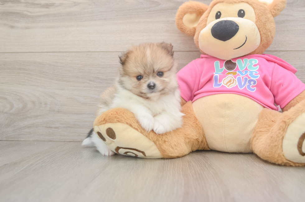 5 week old Pomeranian Puppy For Sale - Puppy Love PR