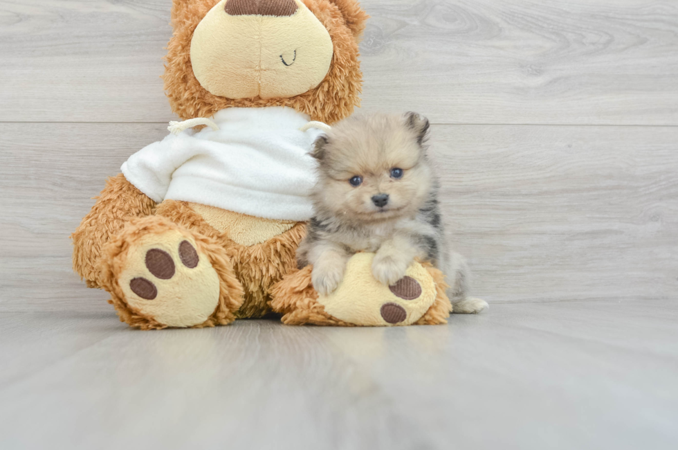 5 week old Pomeranian Puppy For Sale - Puppy Love PR