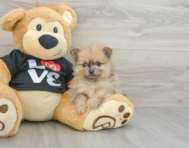 8 week old Pomeranian Puppy For Sale - Puppy Love PR