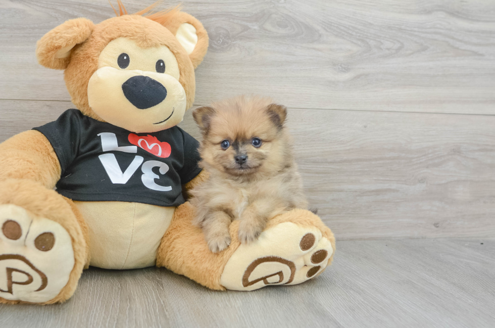 6 week old Pomeranian Puppy For Sale - Puppy Love PR