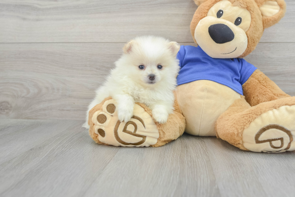 Best Pomeranian Baby