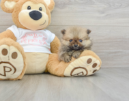 9 week old Pomeranian Puppy For Sale - Puppy Love PR