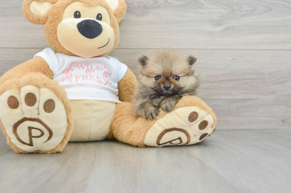 9 week old Pomeranian Puppy For Sale - Puppy Love PR