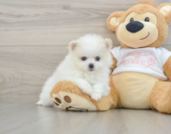 11 week old Pomeranian Puppy For Sale - Puppy Love PR