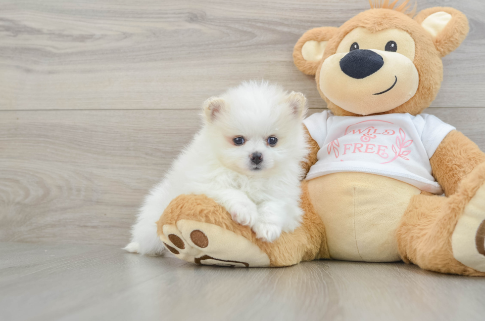 5 week old Pomeranian Puppy For Sale - Puppy Love PR