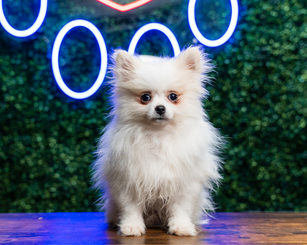 Best Pomeranian Baby