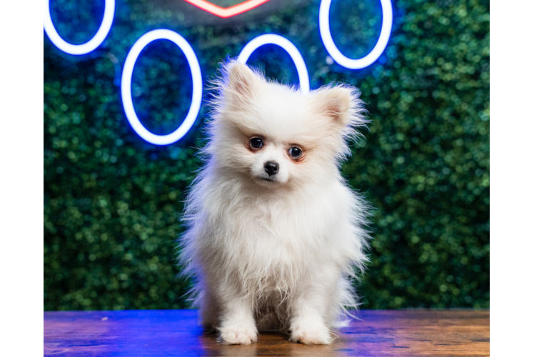 Best Pomeranian Baby