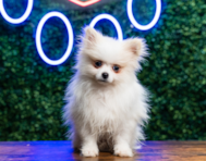 11 week old Pomeranian Puppy For Sale - Puppy Love PR
