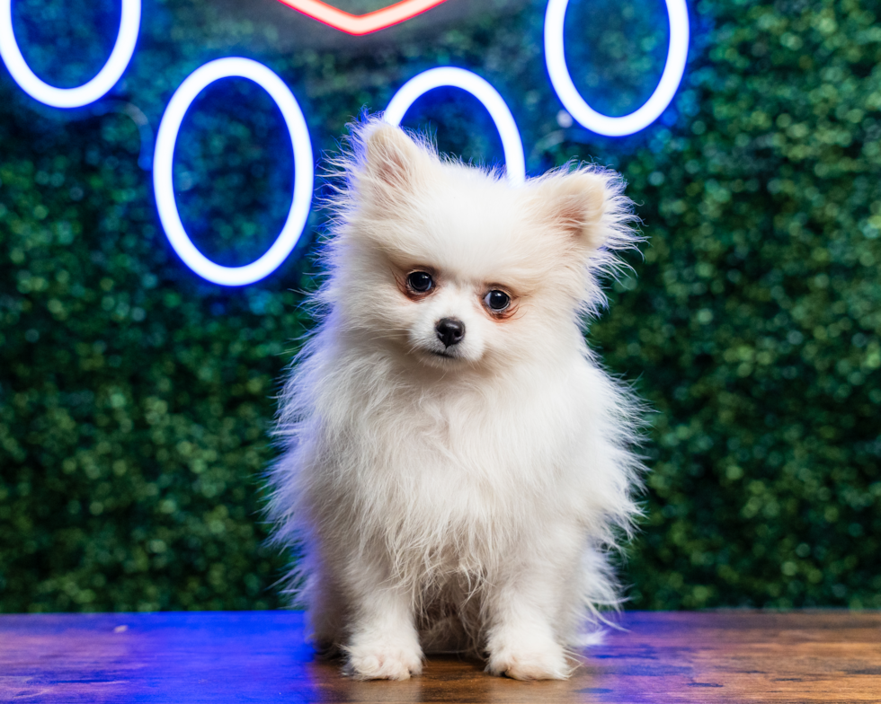 Best Pomeranian Baby