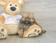 7 week old Pomeranian Puppy For Sale - Puppy Love PR