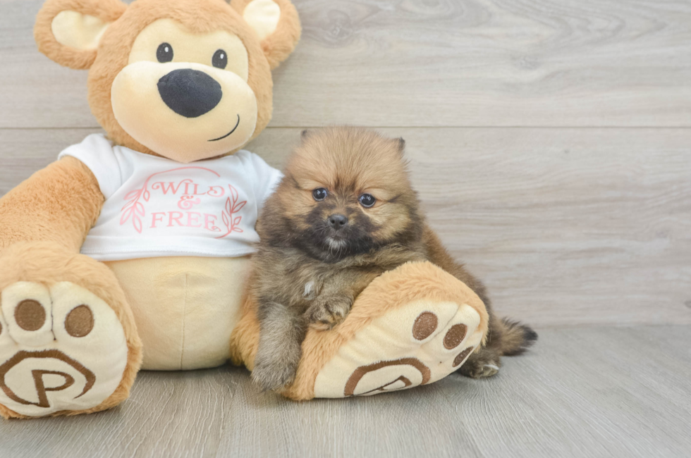 6 week old Pomeranian Puppy For Sale - Puppy Love PR