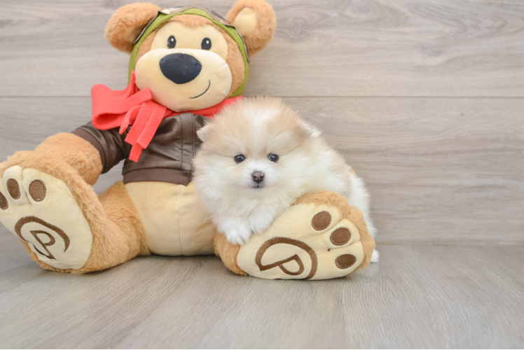 Pomeranian Puppy for Adoption
