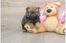 Popular Pomeranian Purebred Pup