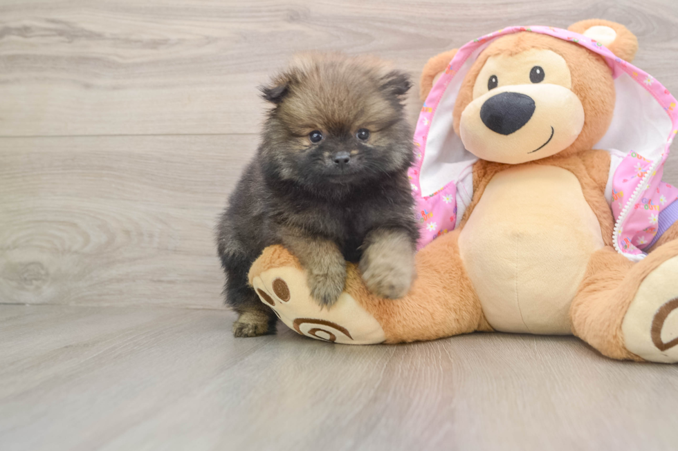 Popular Pomeranian Purebred Pup