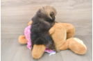 Akc Registered Pomeranian Baby