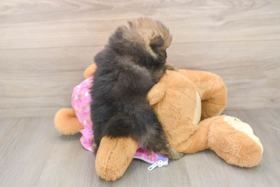 Akc Registered Pomeranian Baby