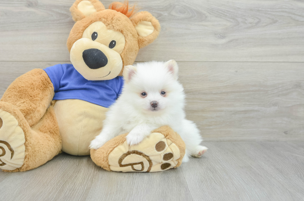 7 week old Pomeranian Puppy For Sale - Puppy Love PR