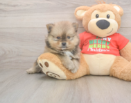 8 week old Pomeranian Puppy For Sale - Puppy Love PR