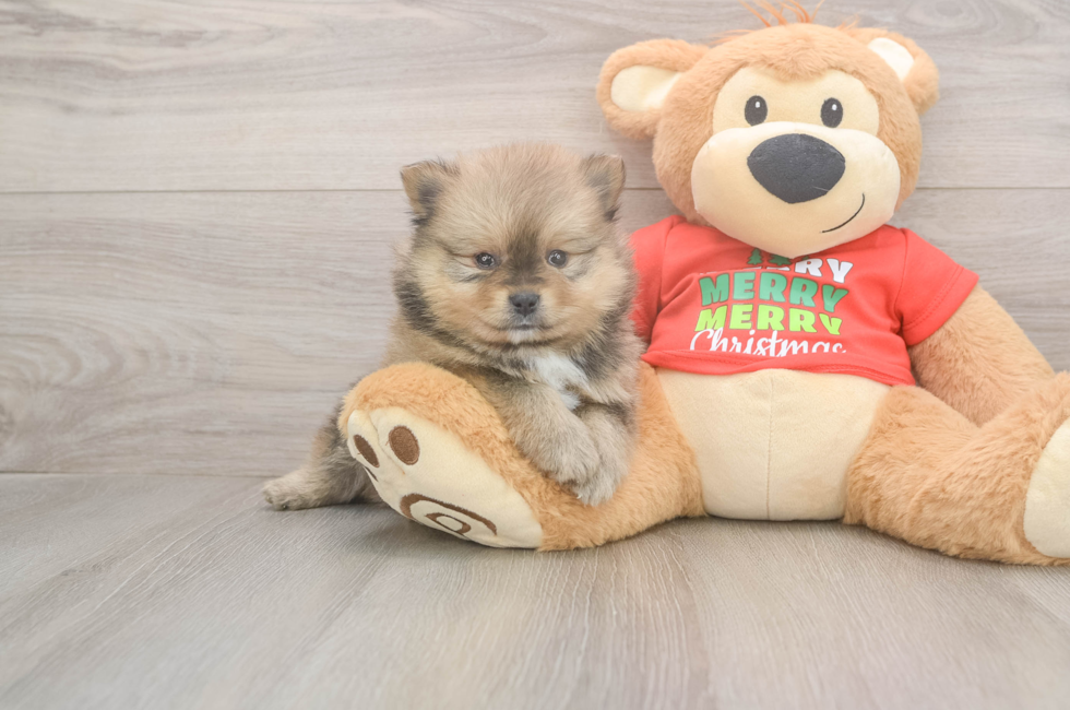 5 week old Pomeranian Puppy For Sale - Puppy Love PR