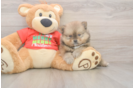 Pomeranian Puppy for Adoption