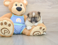 7 week old Pomeranian Puppy For Sale - Puppy Love PR