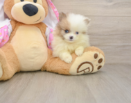 9 week old Pomeranian Puppy For Sale - Puppy Love PR