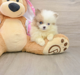 9 week old Pomeranian Puppy For Sale - Puppy Love PR