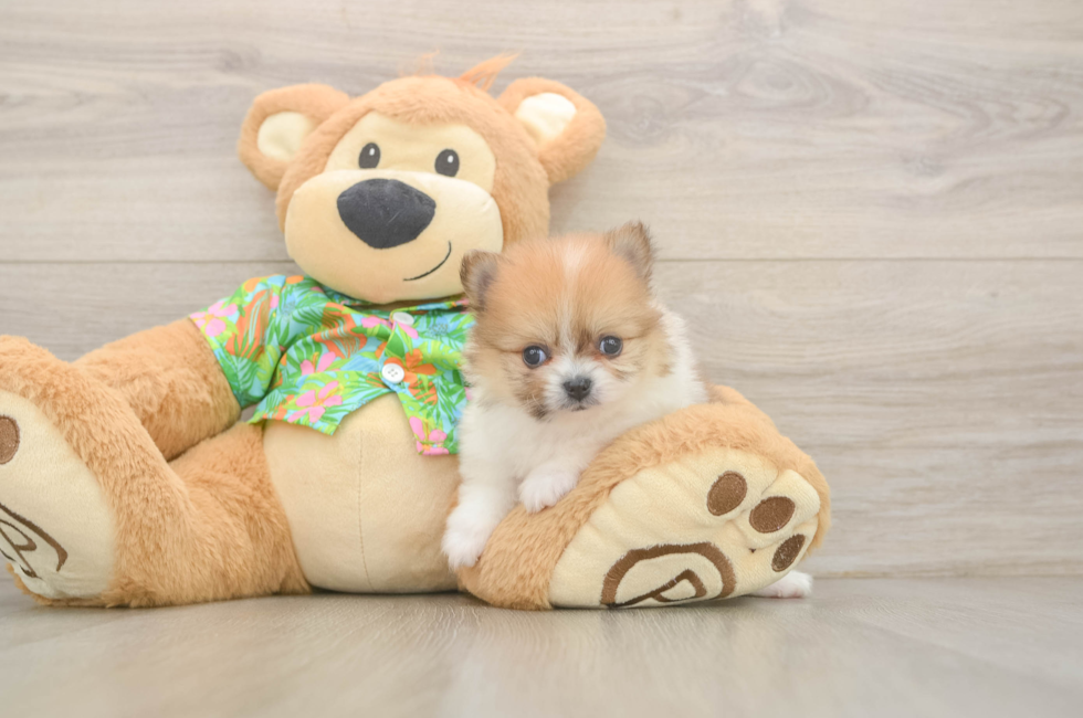 5 week old Pomeranian Puppy For Sale - Puppy Love PR