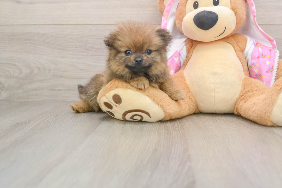 Popular Pomeranian Purebred Pup