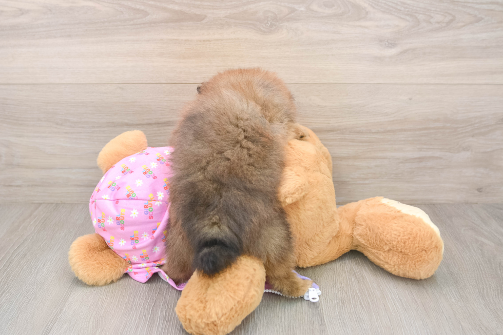 Adorable Swergspitz Purebred Puppy