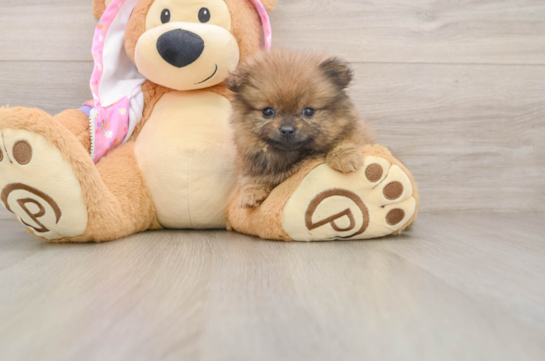 Funny Pomeranian Baby
