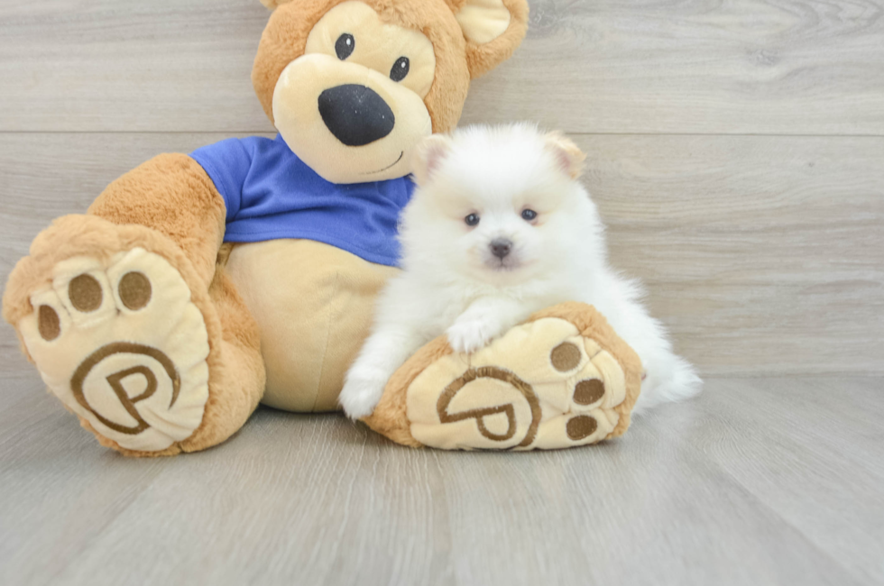 7 week old Pomeranian Puppy For Sale - Puppy Love PR