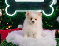 11 week old Pomeranian Puppy For Sale - Puppy Love PR