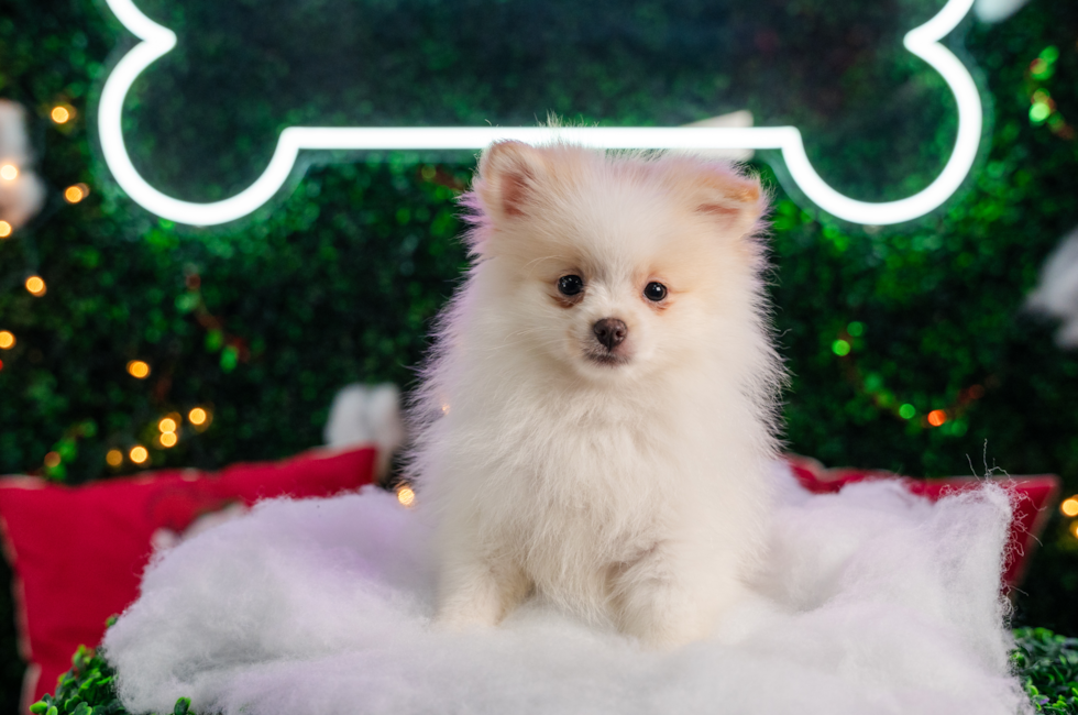 11 week old Pomeranian Puppy For Sale - Puppy Love PR