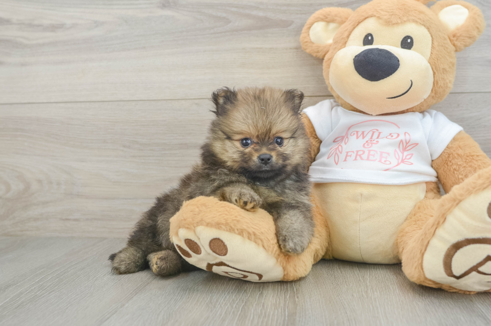 6 week old Pomeranian Puppy For Sale - Puppy Love PR