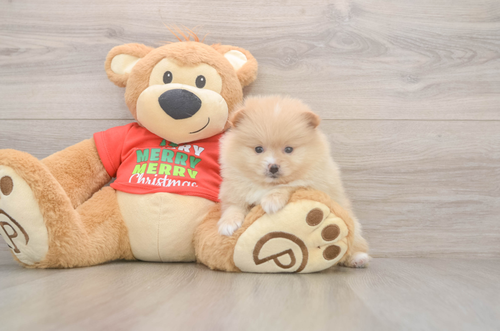 5 week old Pomeranian Puppy For Sale - Puppy Love PR