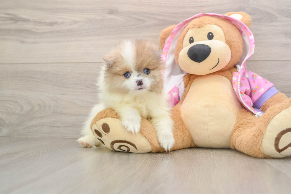 Best Pomeranian Baby