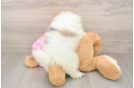 Smart Pom Dog Purebred Puppy