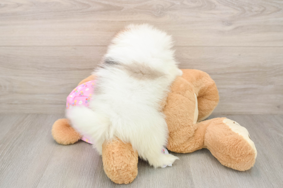 Smart Pom Dog Purebred Puppy