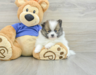 7 week old Pomeranian Puppy For Sale - Puppy Love PR