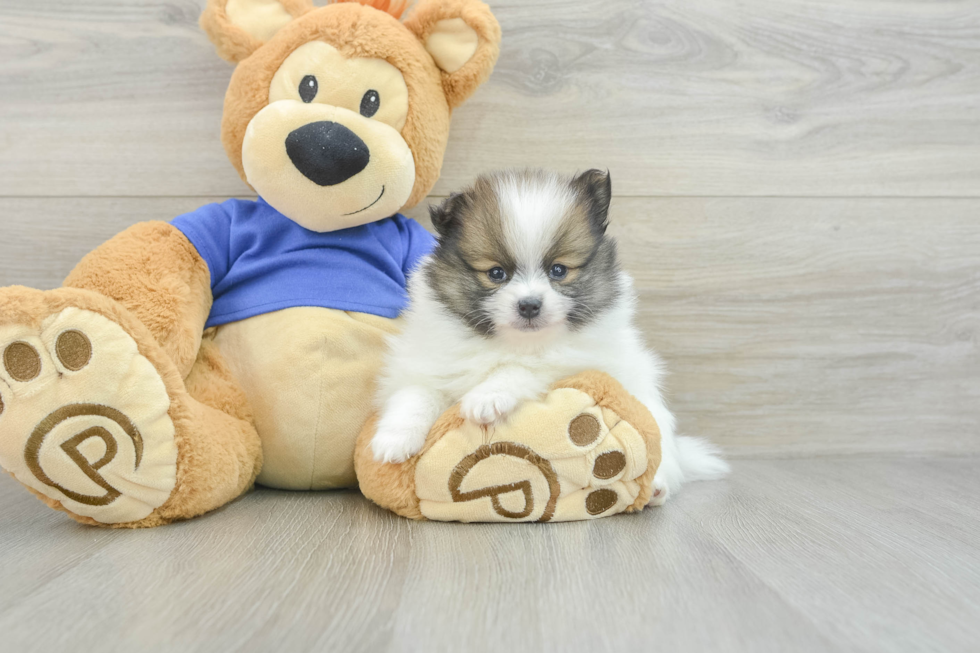 Cute Pom Pom Purebred Puppy