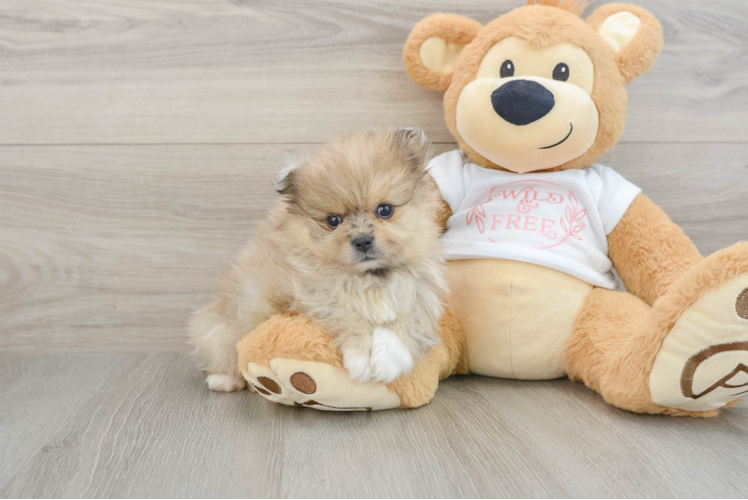 Popular Pomeranian Baby