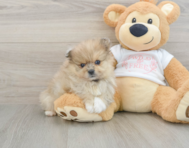 8 week old Pomeranian Puppy For Sale - Puppy Love PR