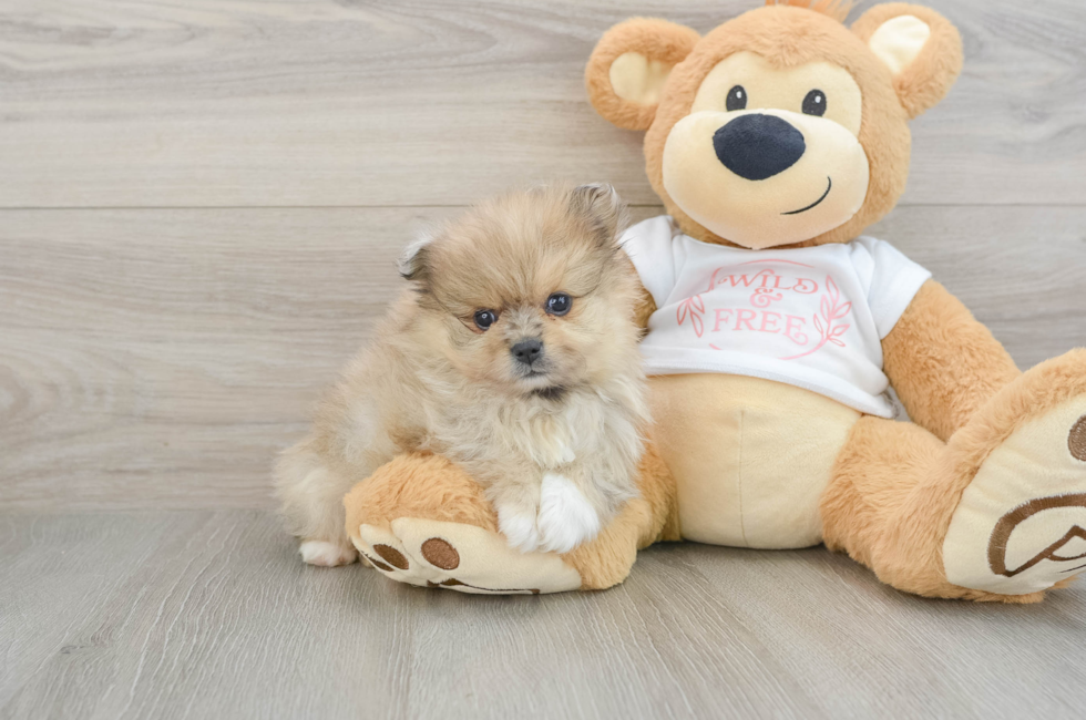 5 week old Pomeranian Puppy For Sale - Puppy Love PR