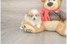 Pomeranian Pup Being Cute