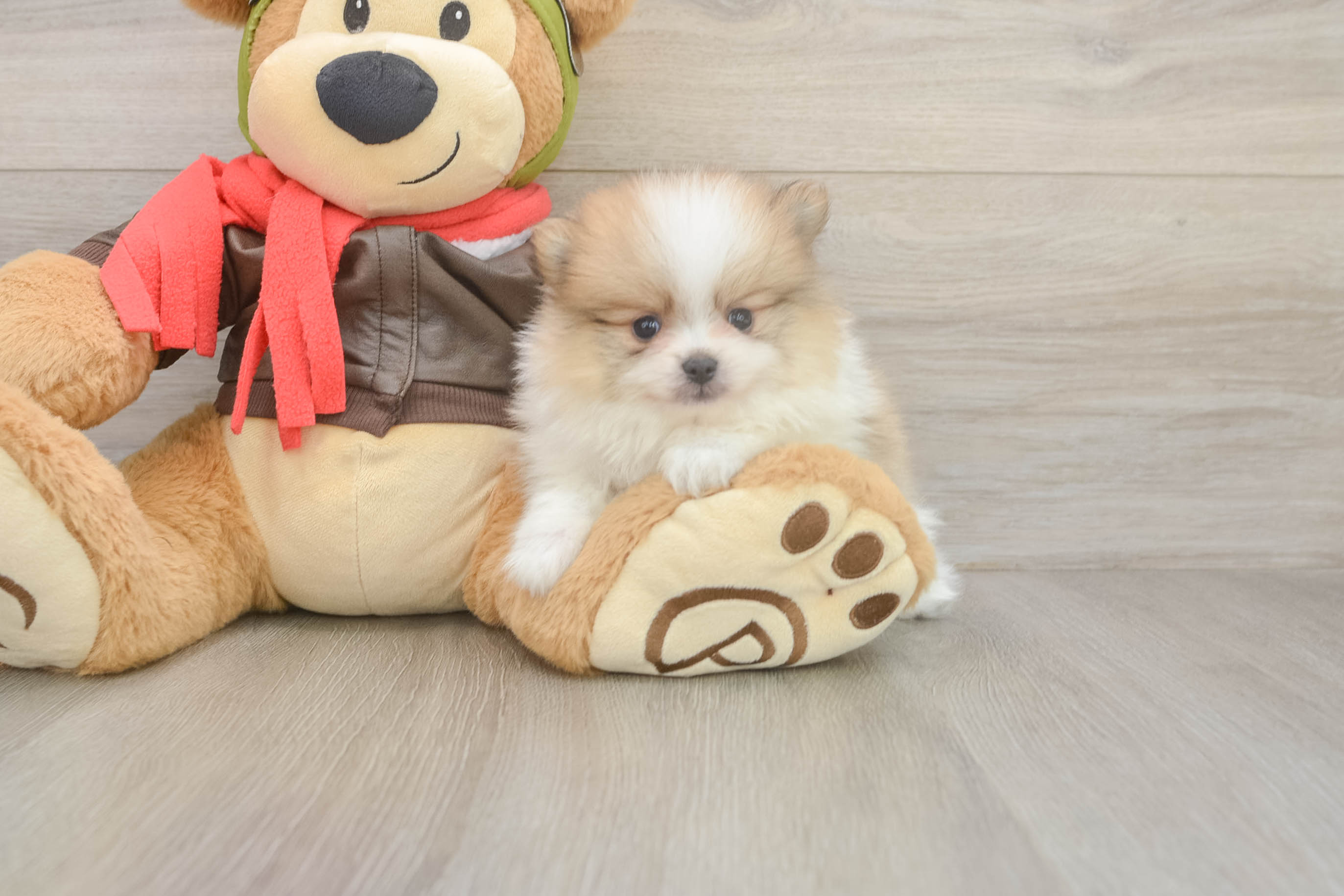 Hypoallergenic Pomeranian Purebred Pup